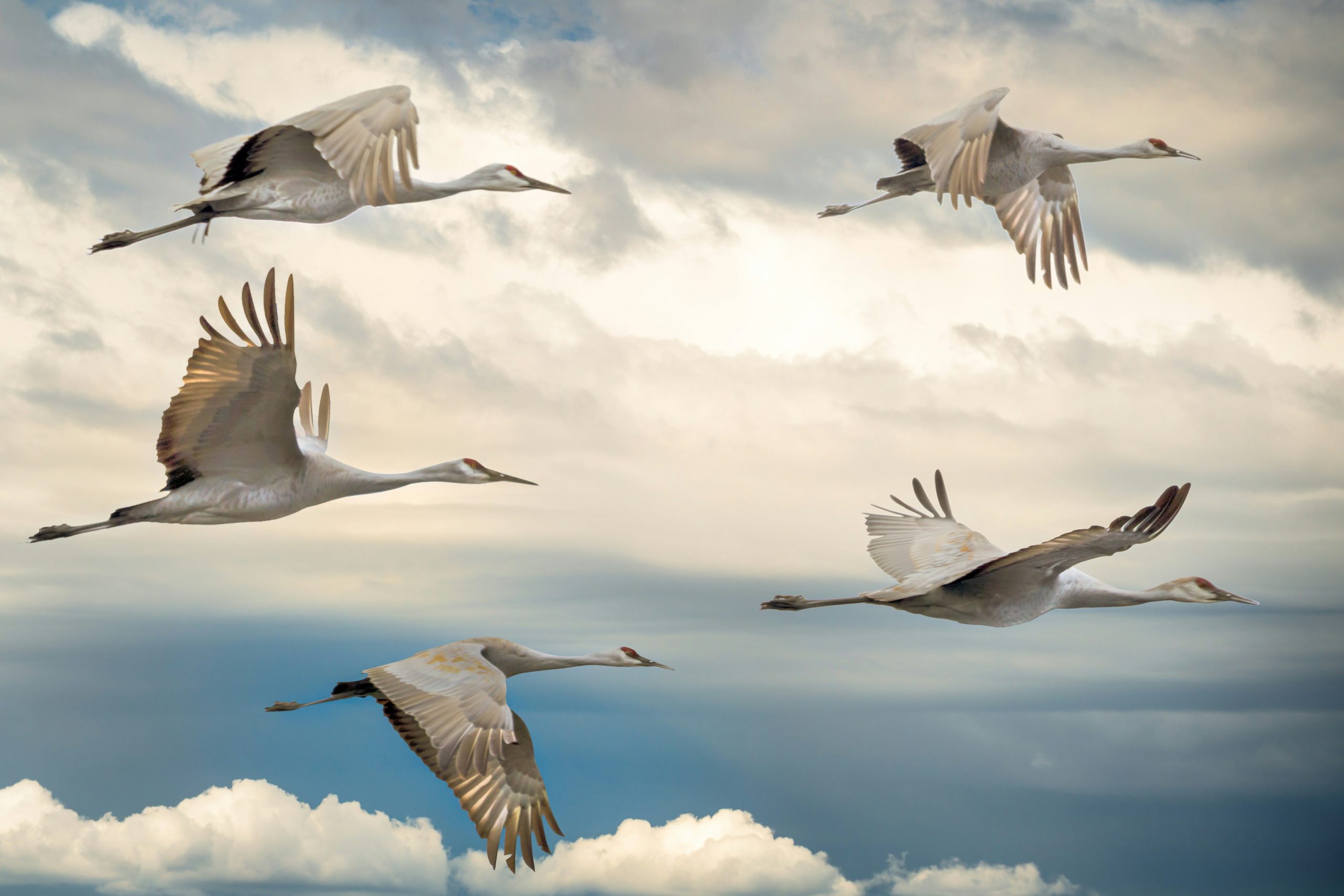 migration